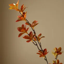 Enkianthus Perulatus Leaves-Botané New