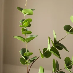 Eucalyptus Three Leaves-Botané Clearance