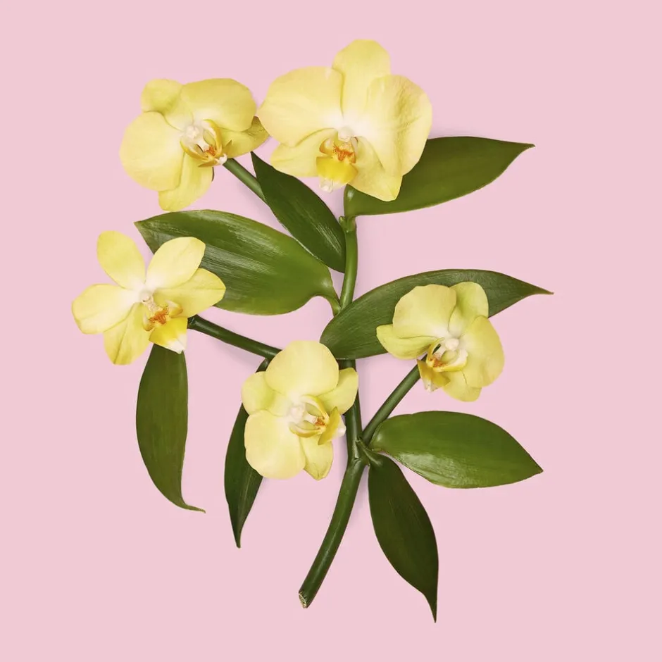 Gucci Eau De Parfum>Flora Gorgeous Orchid Eau de parfum