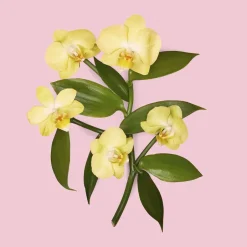 Gucci Eau De Parfum><noscript><img width=