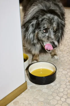 New Dogs Bowl-Large-Yellow, blue Til Boligens Kæledyr