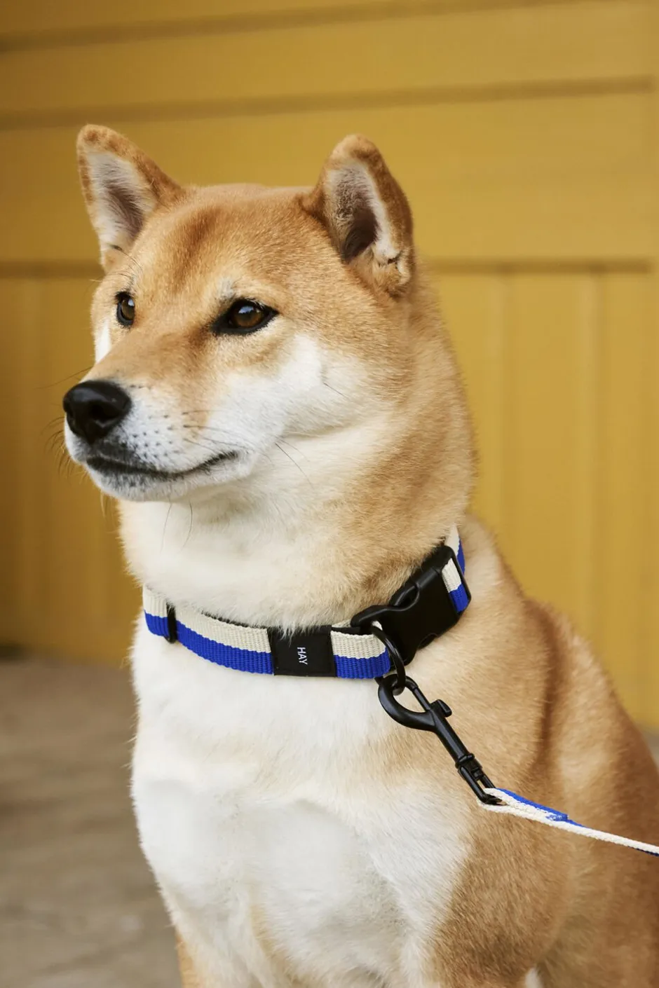 Sale Dogs Collar Flat-M/L-Blue, off- Til Boligens Kæledyr