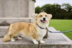 Hay Til Boligens Kæledyr>Dogs Collar Flat-S/M-Blue, off-