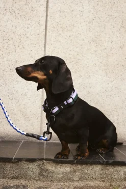 Dogs Leash-Braided-Blue, off-wh-Hay Outlet