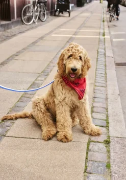 Dogs Leash-Flat M/L-Blue, off-w-Hay New