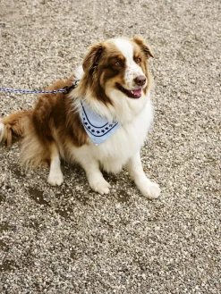 Outlet Dogs Scarf-55 x 55-Light blue Til Boligens Kæledyr