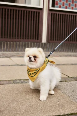 Dogs Scarf-55 x 55-Ochre-Hay Discount