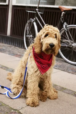 Dogs Scarf-55 x 55-Red-Hay Discount