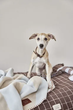 OYOY Living Design Til Boligens Kæledyr><noscript><img width=