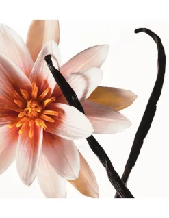 Outlet Hair & Body Mist Vanilla Dew 236 ml Hair Mist|Body Mist