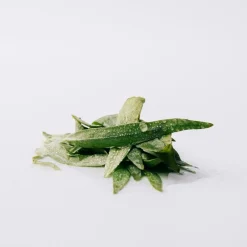 Loewe Perfumes Nicheparfumer><noscript><img width=