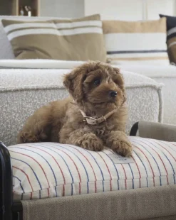 Hot Milo Hundeseng - Medium Til Boligens Kæledyr