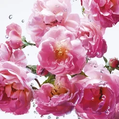 Clearance Miss Rose N'Roses Eau de toilette Eau De Toilette