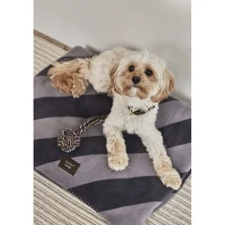 Best Otte Hunde Reblegetøj Til Boligens Kæledyr