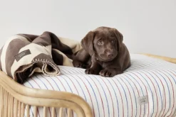 Otte Hundeseng - Lille-OYOY Living Design Online