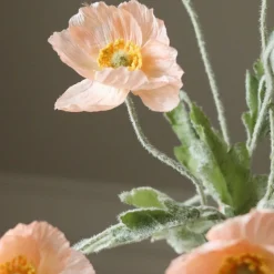 Poppy Flower-Botané