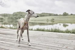 Outlet Robin Hundehalsbånd - Ekstra Stor Til Boligens Kæledyr