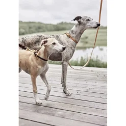 OYOY Living Design Til Boligens Kæledyr><noscript><img width=