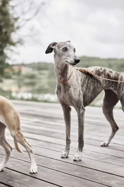 Robin Hundehalsbånd - Lille-OYOY Living Design Hot