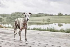 Robin Hundehalsbånd - Lille-OYOY Living Design Hot