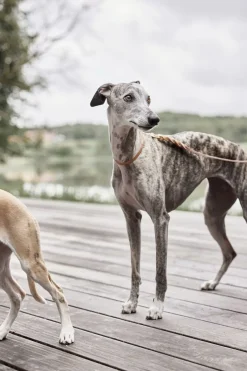 Robin Hundehalsbånd - Medium-OYOY Living Design Outlet