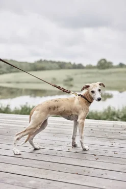 OYOY Living Design Til Boligens Kæledyr>Robin Hundehalsbånd - Stor