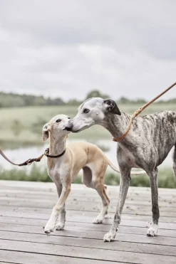 OYOY Living Design Til Boligens Kæledyr><noscript><img width=