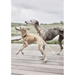 Robin Hundesnor - M/L-OYOY Living Design