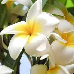 Single Flowers Perfume Body Mist><noscript><img width=