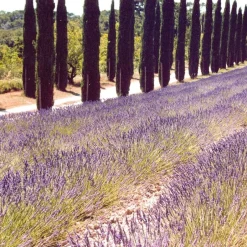 New Solid parfume - Lavender No 21 Body Mist