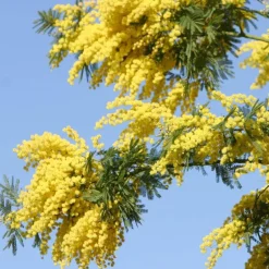 Outlet Solid parfume - Mimosa No. 25 Body Mist