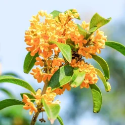 Single Flowers Perfume Body Mist><noscript><img width=