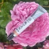 Solid parfume - Rose Otto No. 35-Single Flowers Perfume Best