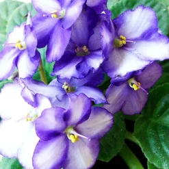 Solid parfume - Violet leaf No. 40-Single Flowers Perfume Best