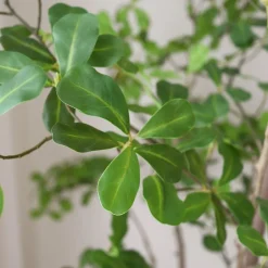 Botané Kunstige Blomster & Træer>Tropical Almond